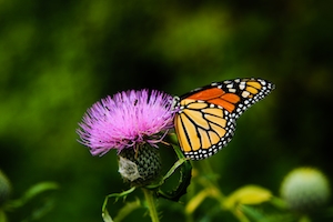 Бабочка-монарх на чертополохе