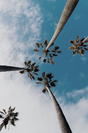 пальмы на пляже на фоне неба, фото снизу 