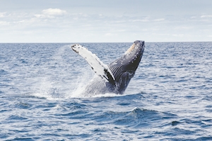 кит выпрыгивает из океанской воды 