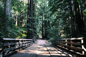 Деревянный мост на лесной тропинке