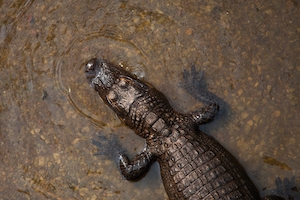 крокодил в воде, крупный план, вид сверху 