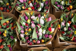 Тюльпаны на цветочном рынке Амстердама