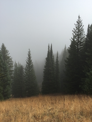 вид на туманный еловый лес с сухой поляны 