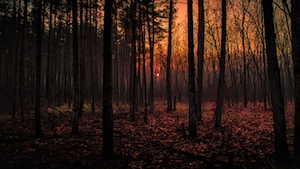 фото леса изнутри, черные силуэты стволов дерева, красный свет заката 