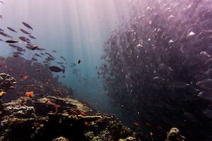 Рыба у морского дна в Малайзии, подводный мир, кораллы 