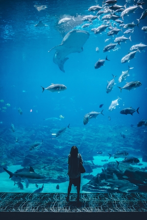 человек стоит на фоне стены огромного аквариума 