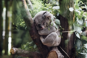 коала на ветке 