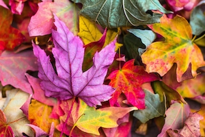 разноцветные осенние листья 