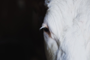 макро-фотография, глаз белой коровы