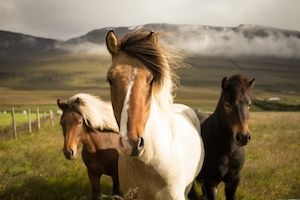 Три грациозные лошади на фоне холмов