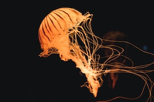 оранжевая медуза 