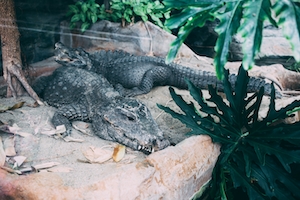 два крокодила в вольере зоопарка 