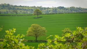 деревья на гладком зеленом поле, пейзаж 