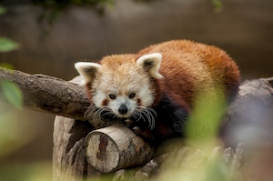 Уютная красная панда лежит на дереве 