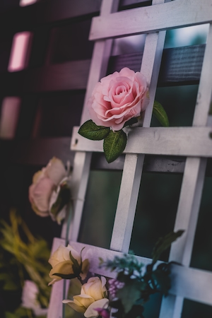 Решетка из роз. Розовые кустовые розы, розы на кустах, цветки розовых роз 