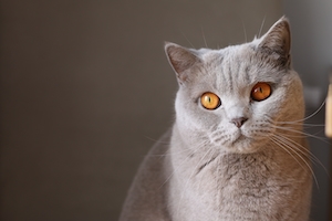 Портрет серой кошки с желтыми глазами 