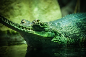 макрофотография зеленого крокодила