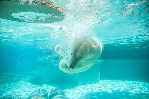 белый медведь плавает под водой 