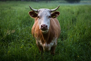 рогатая коричневая корова смотрит в кадр 