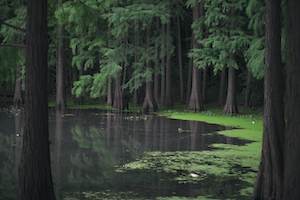 Лес у озера, отражение леса в воде озера, озеро днем