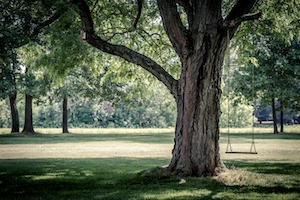 одиноко стоящее дерево, зеленое растение в парке, качели, прикрепленные к ветке дерева 