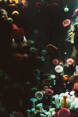 подводный мир, кораллы 