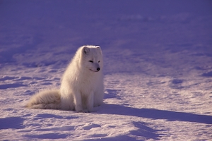 полярная лисица 
