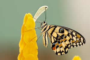 Бабочка на желтых цветах