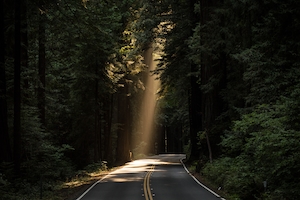 Луч света на лесной дороге