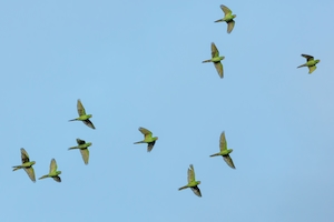 зеленые попугаи в небе 