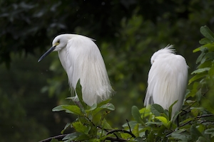 две белые птицы с длинными клювами на дереве 