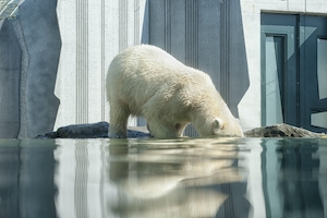 белый медведь у воды в зоопарке 