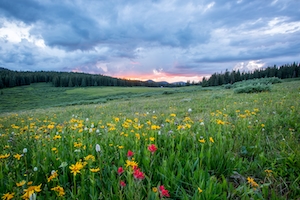 цветочная поляна и небо на восходе 