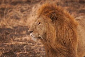 Длинногривый лев в природе 