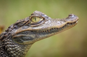 профиль крокодила 
