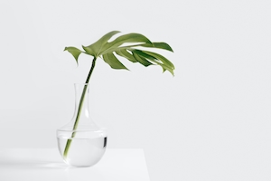 декоративное домашнее растение, зеленая ветка в прозрачной вазе 
