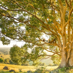 Мужчина отдыхает на ветке дерева, держа свой телефон в теплом желтом сиянии солнечного света золотого часа, восхода или заката.