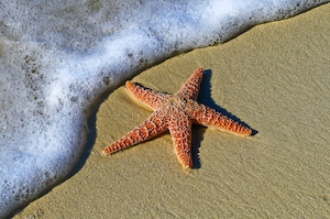 Морская звезда на песчаном пляже