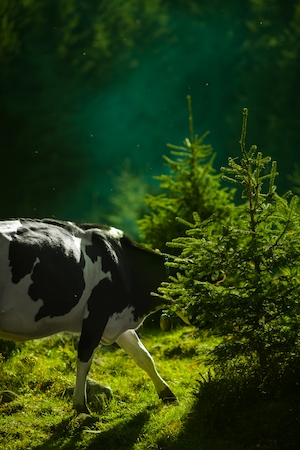 корова гуляет между елок 