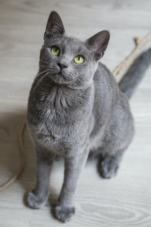 серый кот смотрит вверх