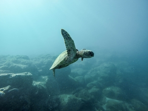 черепаха плавает под водой, черепаха в океане 