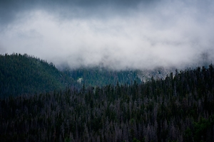 Туман на поросших лесом холмах