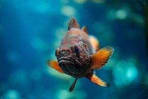 коричнево-оранжевая рыбка, крупный план