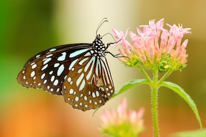 Бело-черная бабочка на цветке, макросъемка