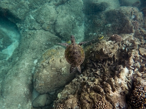 черепаха плавает под водой, черепаха в океане, черепаха у рифа 