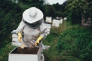 Пчеловод собирает мед