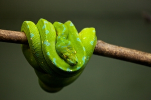 зеленая змея на ветке 