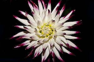 Бело-фиолетовый цветок крупным планом