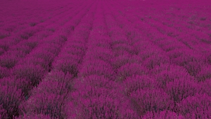 Фиолетовое лавандовое поле