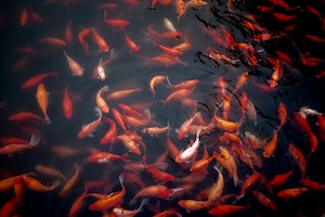 много красных рыб у поверхности воды 